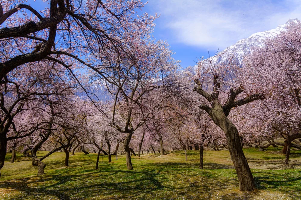Best Time to Visit Hunza Valley