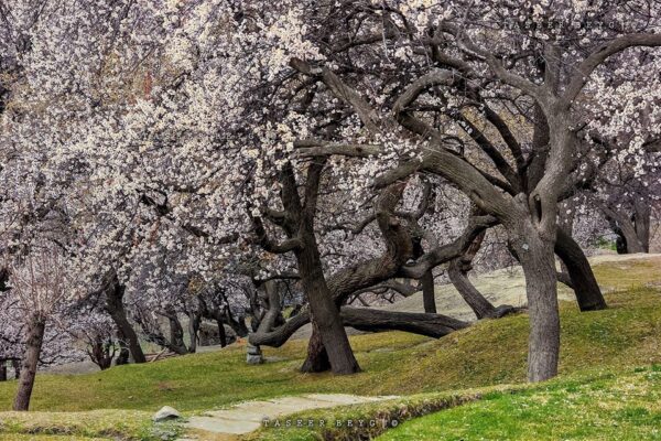 Hunza Cherry Blossom tour pakistan